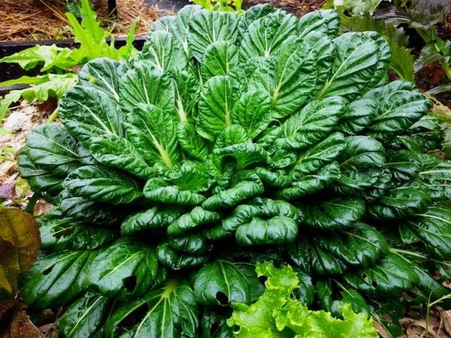 Heirloom Organic Tatsoi Mustard Greens Seeds