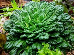 Heirloom Organic Tatsoi Mustard Greens Seeds