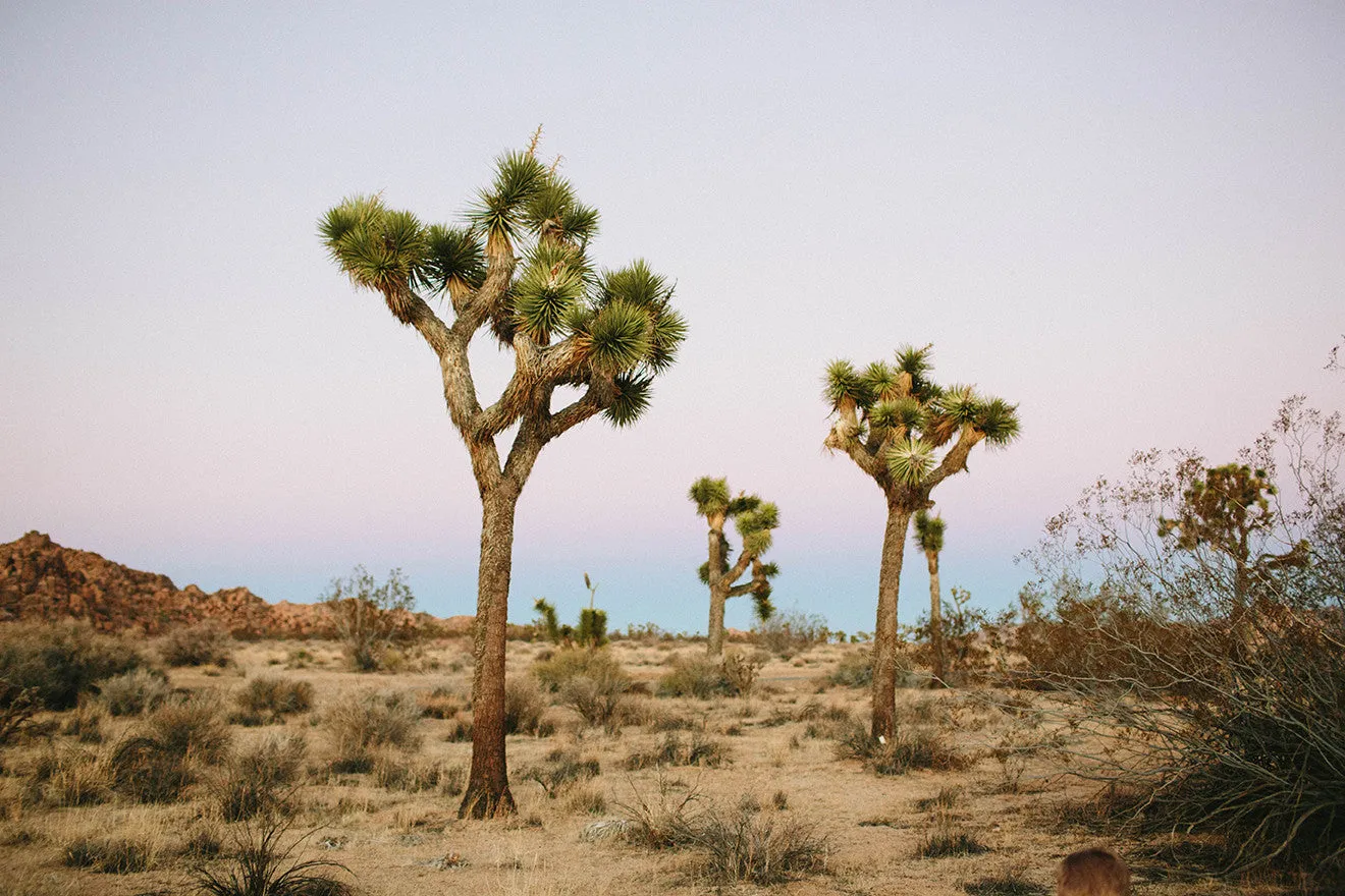 Joshua Tree Photographic Print